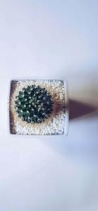 Enjoy the beauty of the latest iPhone  Wallpaper