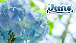Enjoy the beauty of the month of June june wallpaper