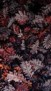 Enjoy the colors of Fall with the newest Iphone fall iphone wallpaper