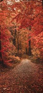 Enjoy the Fall with your iPhone fall iphone wallpaper