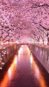 Enjoy the Japanese sakura trees under the arch on your iPhone Wallpaper
