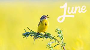 Enjoy the Joys of June june wallpaper