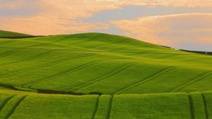 Enjoy the summer vibes in this beautiful field beautiful wallpaper
