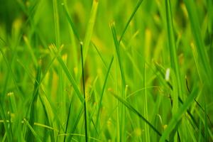 Enjoy the sunny days of Summer! summer wallpaper