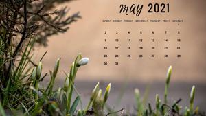 Enjoy the tulips of May may wallpaper