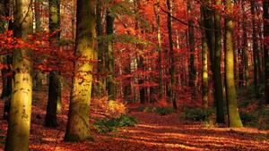 Enjoy the vibrant colors of autumn in this beautiful forest fall wallpaper