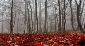 Enjoy the vibrant colors of the fall foliage. fall wallpaper
