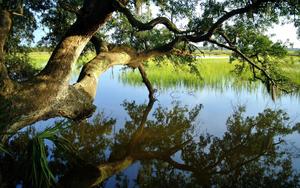 Enjoy the wonders of summer under a Bending Tree summer wallpaper