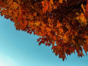 Enjoying a bright autumn day under the trees. fall wallpaper