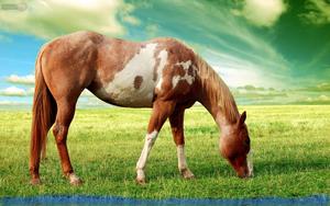 Enjoying a Relaxing Trot horse wallpaper
