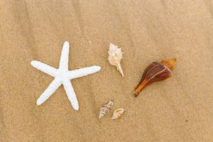 Enjoying Nature's Bounty at the Beach beach wallpaper