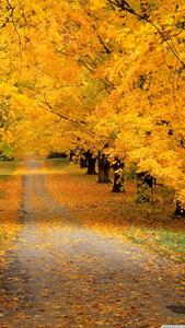 Enjoying the Beautiful Colors of Autumn beautiful wallpaper