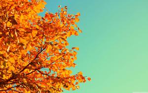Enjoying the beautiful oranges of Fall fall wallpaper