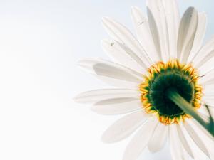 Enjoying the beauty of a minimalist daisy minimalist wallpaper