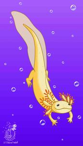 Enjoying the Beauty of an Axolotl axolotl wallpaper