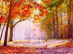Enjoying the beauty of fall in the maple trees fall wallpaper