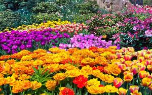 Enjoying the Beauty of Spring spring wallpaper
