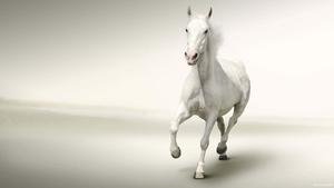 Enjoying the scenery, a brown and white horse basks in the sun