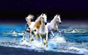 Enjoying the Tide - Horses on the Beach horse wallpaper