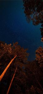 Enjoying the tranquil beauty of a forest night sky with the iPhone 11 iphone 11 wallpaper