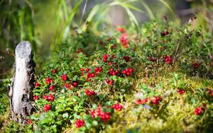 Enjoying the vibrant colors of summer in nature summer wallpaper