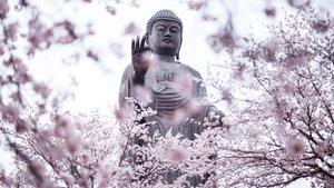 Enlighten yourself with the teachings of Buddha buddha wallpaper