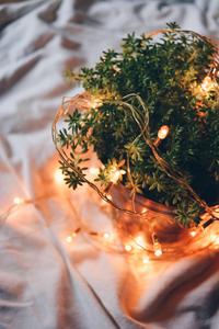 Experience a peaceful atmosphere with Aesthetic String Light on Plants aesthetic wallpaper
