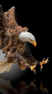Experience Eagles in Your Pocket eagle iphone wallpaper