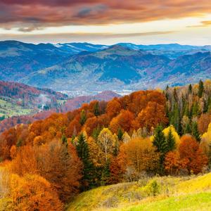 Experience the beauty of Fall among the colorful trees fall wallpaper