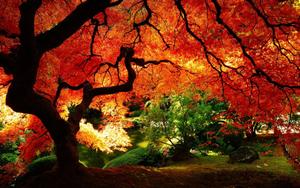 Experience the beauty of fall with this lovely orange tree fall wallpaper