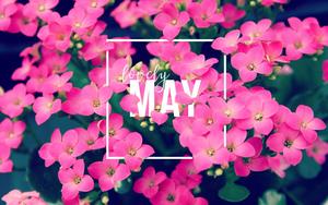 Experience the beauty of May as the pink flowers bloom may wallpaper