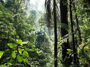 Explore the beautiful landscapes of the forest. forest wallpaper