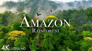 Explore the beauty of nature at its finest with this stunning image of a lush forest. forest wallpaper