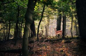 Explore the mysteries of the forest forest wallpaper