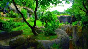 Explore This Lush Green Garden Landscape 1080p wallpaper