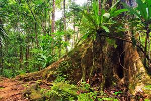 Exploring the beauty of nature in a lush green forest forest wallpaper
