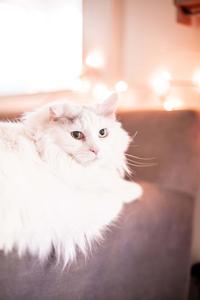 Expressive Eyes of Fluffy Turkish Angora Kitten - Cute Cat Pfp cute cat pfp wallpaper