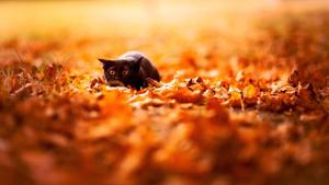 Fall Aesthetic Cat And Leaves fall aesthetic wallpaper