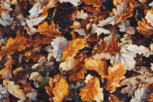 Fall Aesthetic Foliage fall aesthetic wallpaper