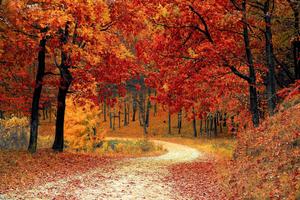 Fall Aesthetic Forest Path fall aesthetic wallpaper