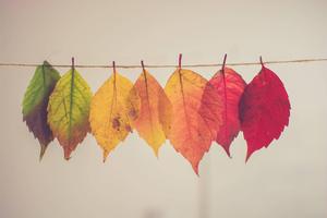 Fall Aesthetic Hanging Leaves fall aesthetic wallpaper