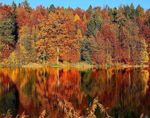 Fall Aesthetic Horgenberg Lake fall aesthetic wallpaper