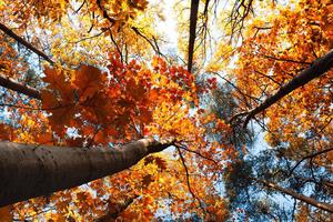 Fall Aesthetic Lofty Trees fall aesthetic wallpaper