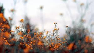 Fall Aesthetic Orange Flowers fall aesthetic wallpaper
