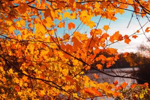 Fall Aesthetic Orange Maple Branch fall aesthetic wallpaper
