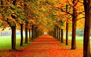 Fall Aesthetic Path fall aesthetic wallpaper