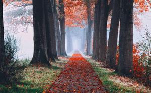 Fall Aesthetic Path Walk fall aesthetic wallpaper