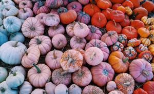 Fall Aesthetic Pumpkins fall aesthetic wallpaper