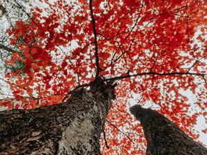 Fall Aesthetic Red Trees fall aesthetic wallpaper