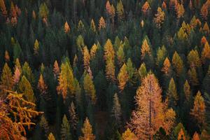 Fall Aesthetic Sorapiss Forest fall aesthetic wallpaper